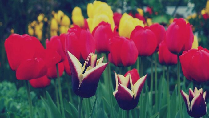 tulips-photo-lg.jpeg